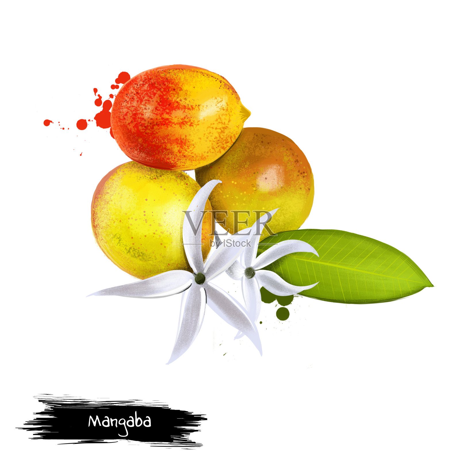 Mangaba Fruit - Hancornia speciosa -美味的巴西水果。插画图片素材