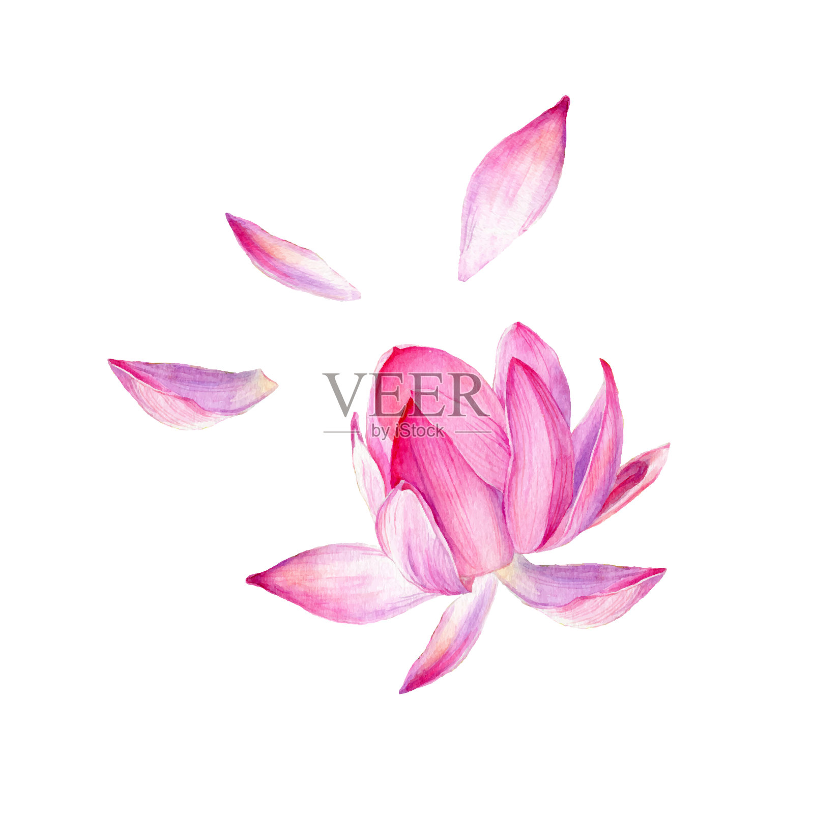 一套水彩向量植物插图荷花粉色。印度的象征，瑜伽和冥想。设计元素图片