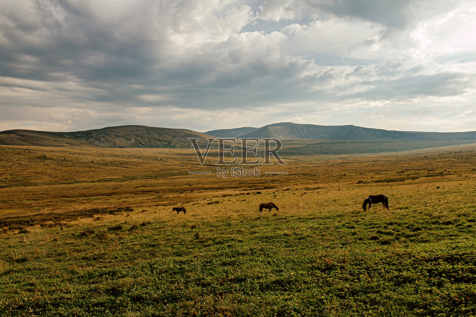 山谷里的三匹马照片摄影图片