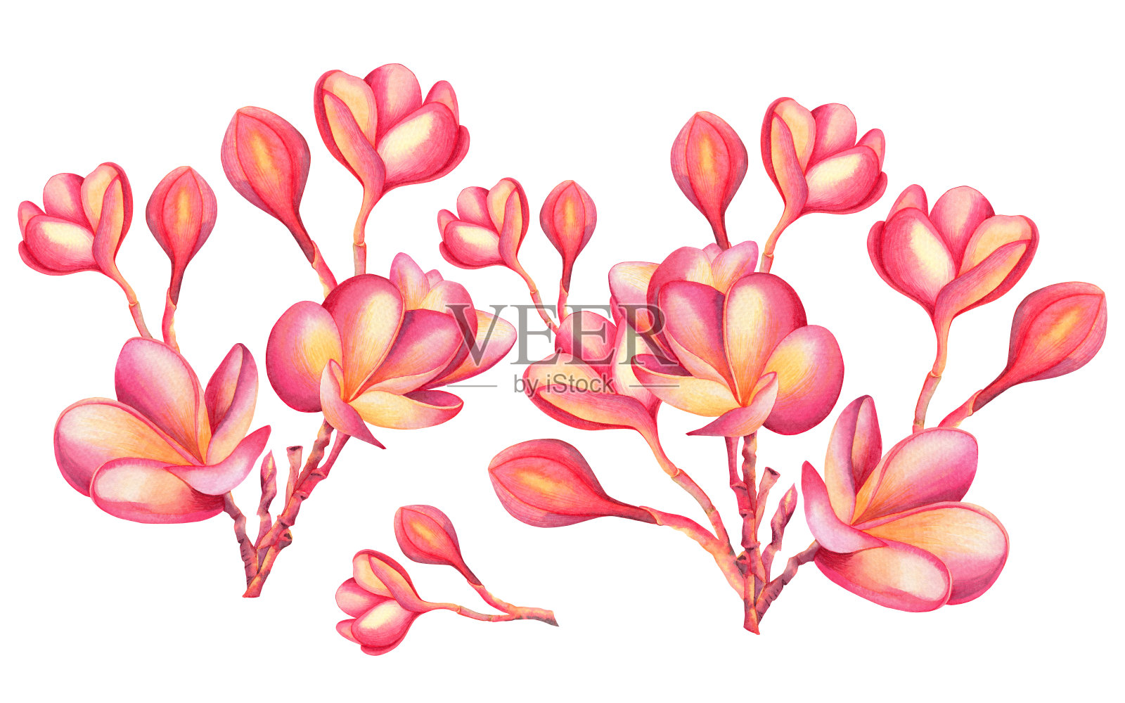水彩画粉红色盛开的花孤立在白色的背景。手绘插图热带异国色彩斑斓的花朵为壁纸，夏日夏威夷风格可以使用，适合特殊场合。插画图片素材