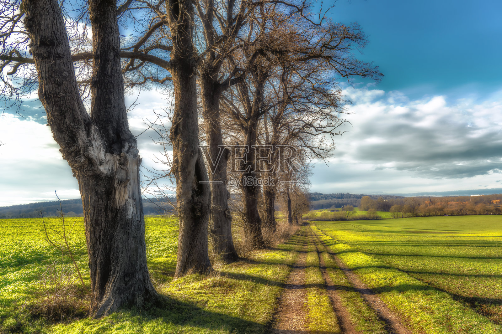 光秃秃的树在阳光和蓝天的田野里照片摄影图片