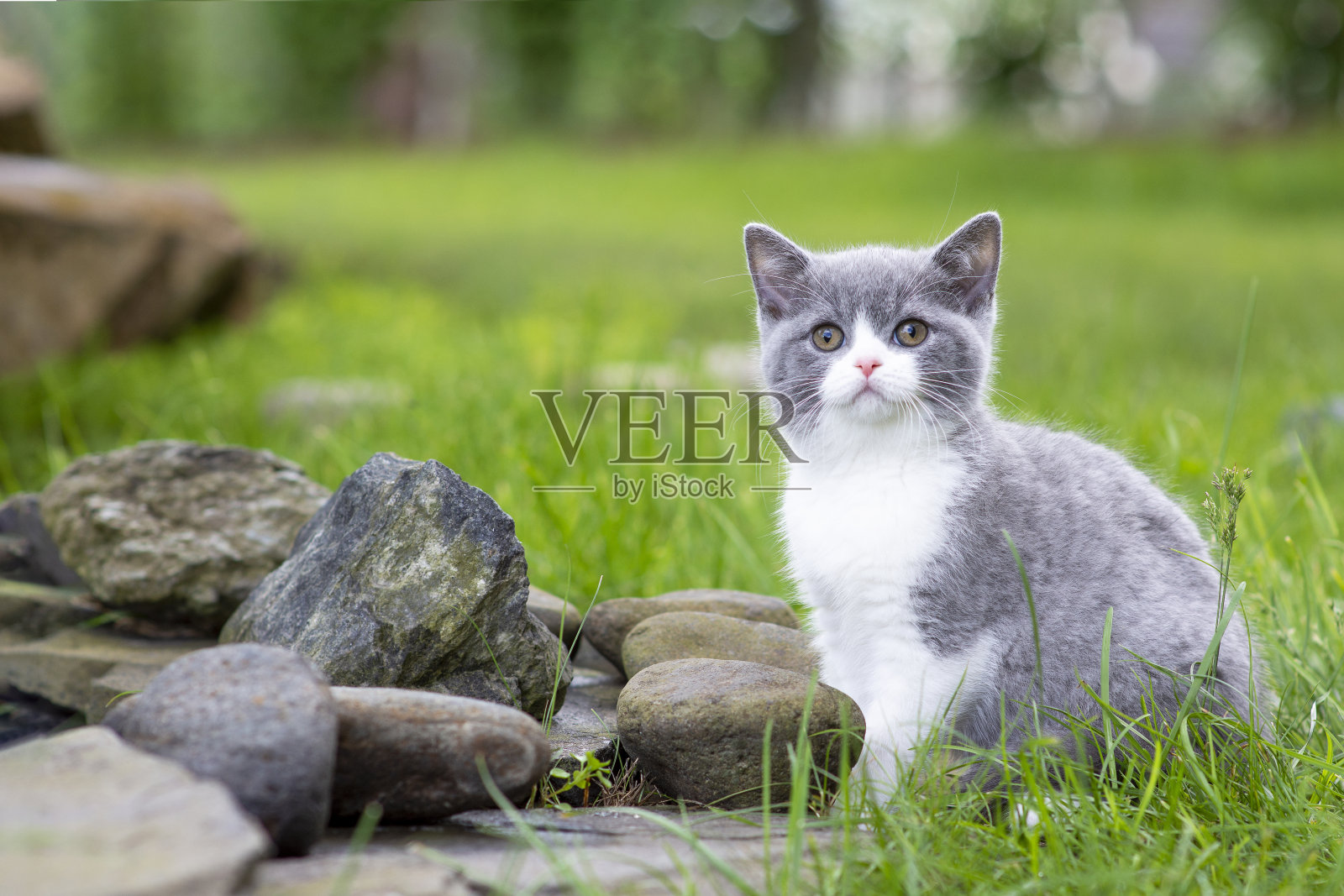 英国短毛小猫在花园里散步，坐在岩石上看着镜头。蓝色两色照片摄影图片