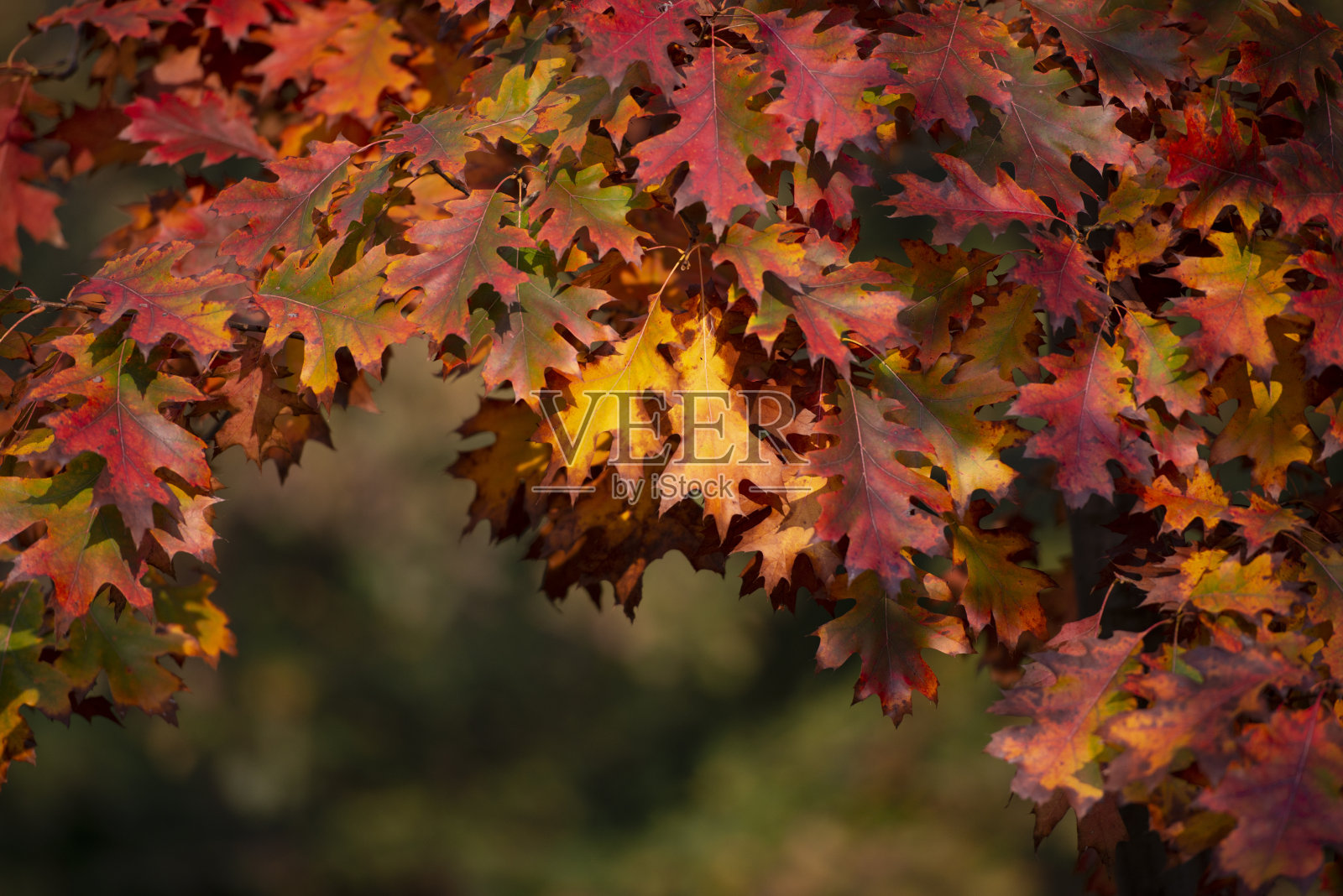 多彩的色泽的叶子照片摄影图片
