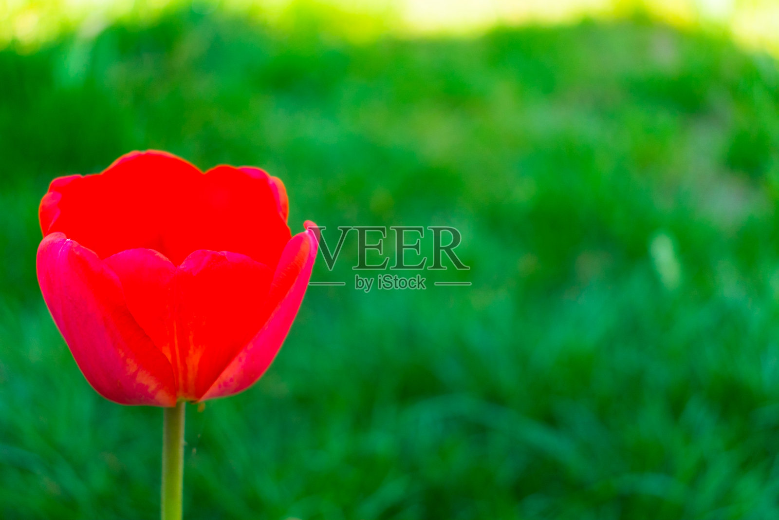 一株红色的郁金香在春天新鲜的硒草的背景上。副本的空间。照片摄影图片