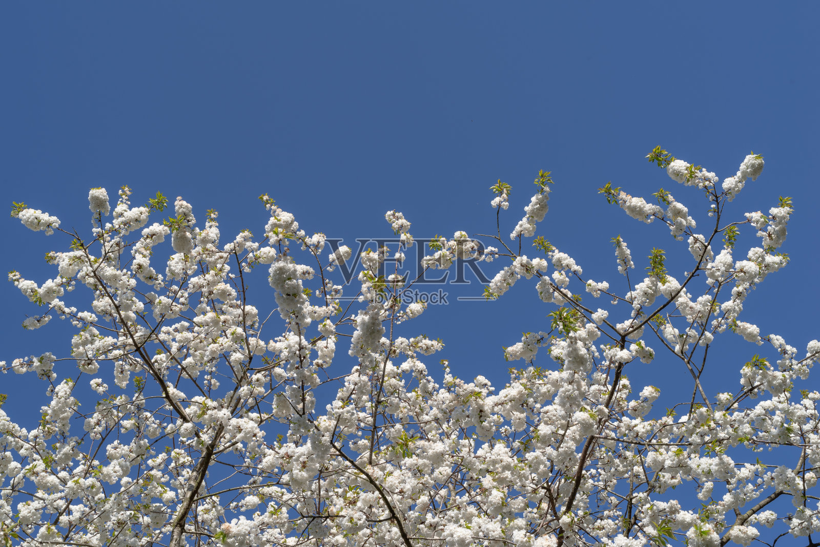 在湛蓝的天空下盛开的樱桃树照片摄影图片