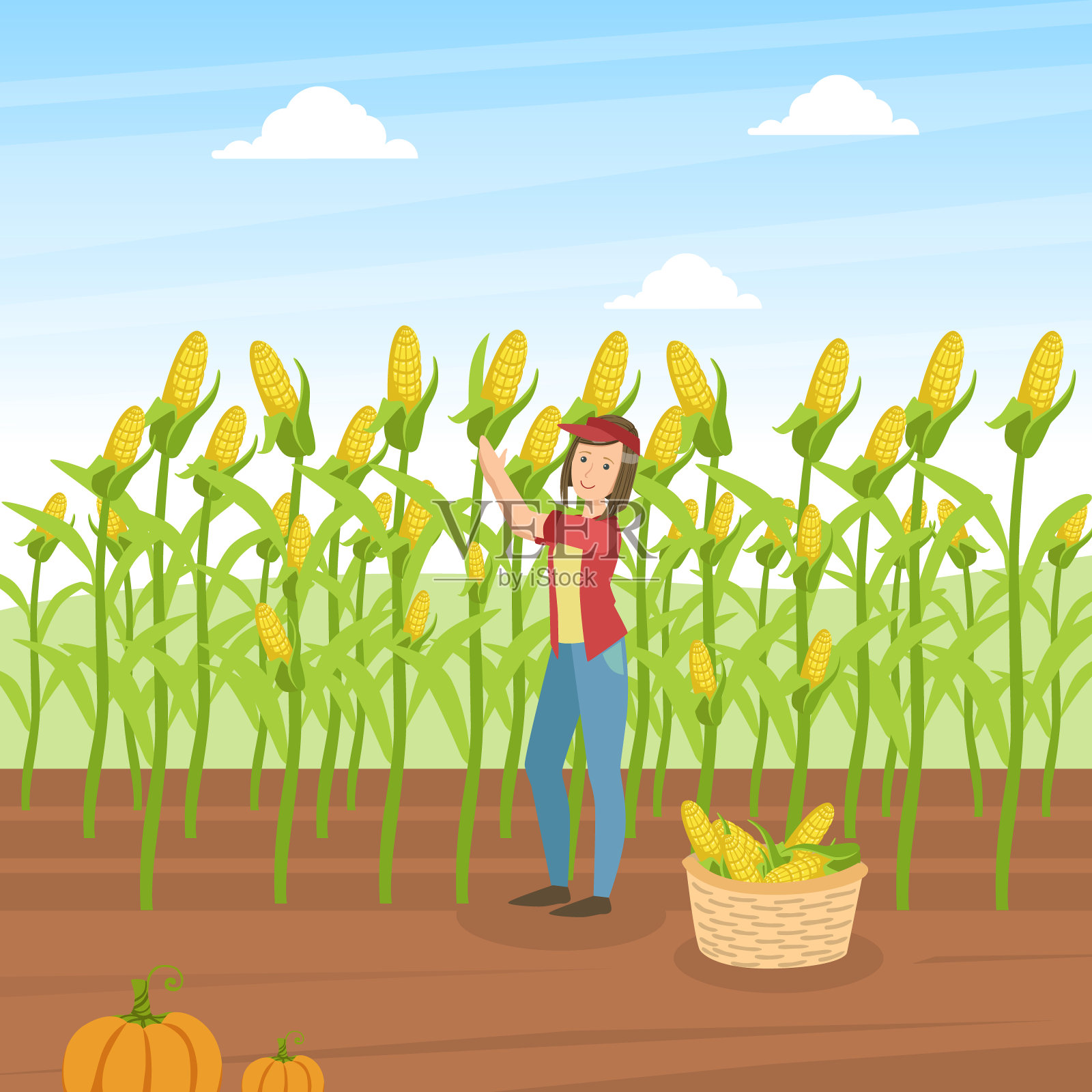 女孩农民收集玉米，农业工人站在玉米田的背景和装满玉米棒子的矢量插图插画图片素材