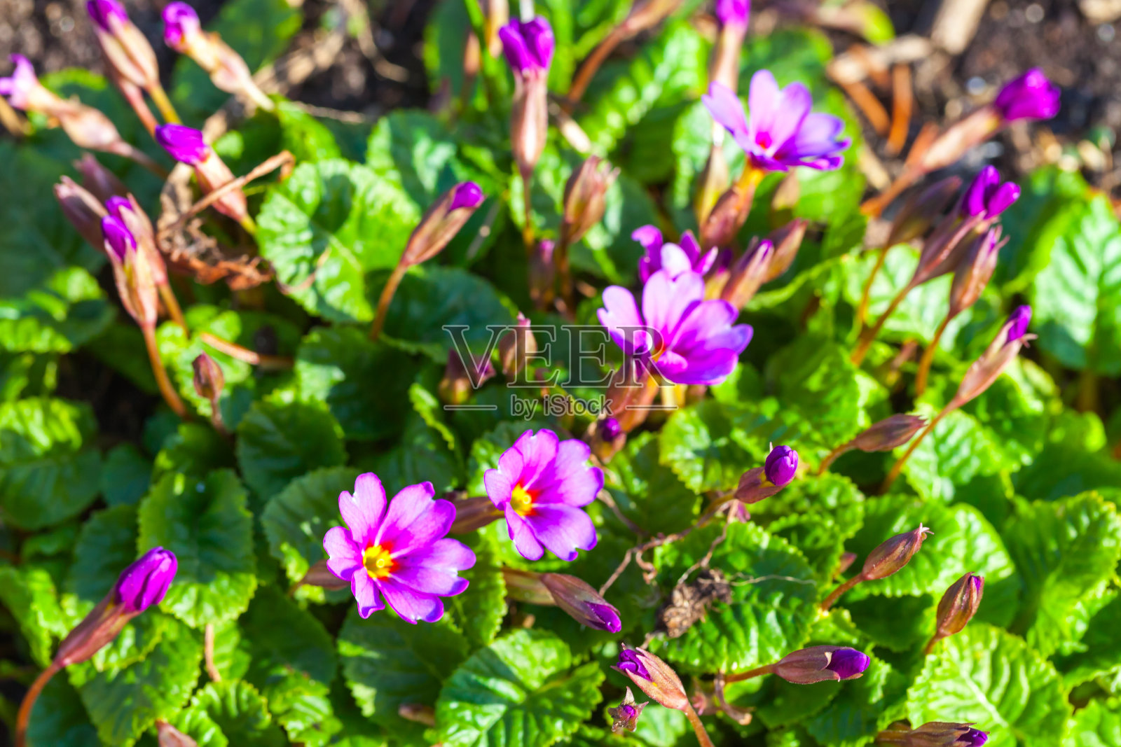 紫色的春天的花生长在花园里。樱草属植物照片摄影图片