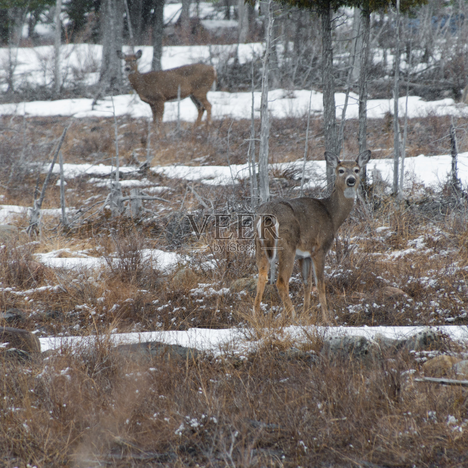 白尾鹿在冬天的雪地里看着你照片摄影图片