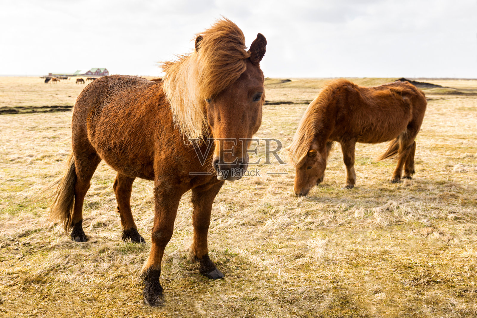 冰岛马，冰岛，欧洲照片摄影图片
