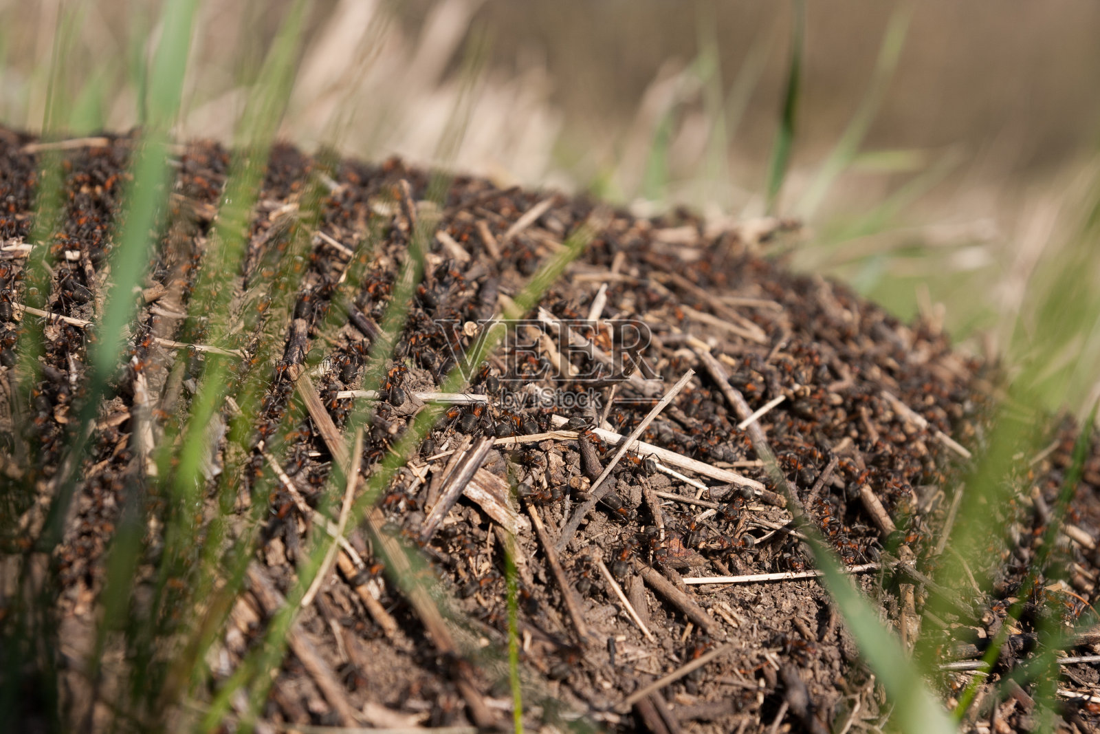 野外的蚁丘。黑色红蚂蚁。照片摄影图片