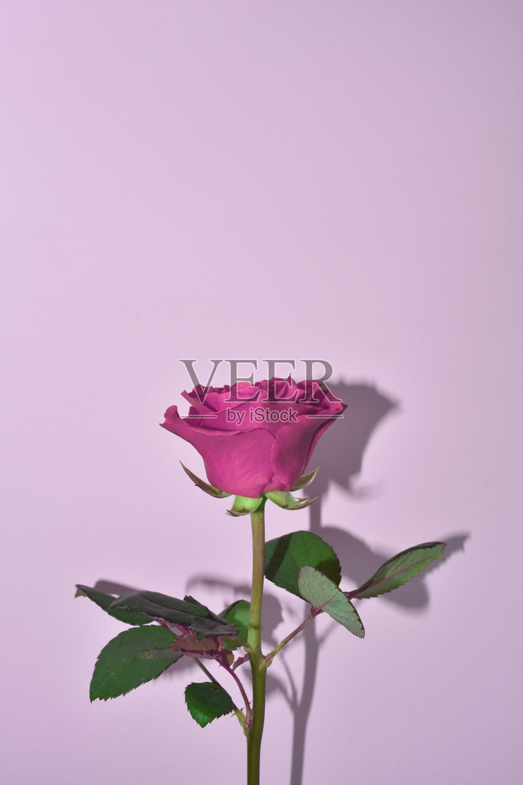 单瓣粉红色玫瑰花，淡粉色背景。玫瑰是母亲节、婚礼和情人节的礼物。近距离照片摄影图片