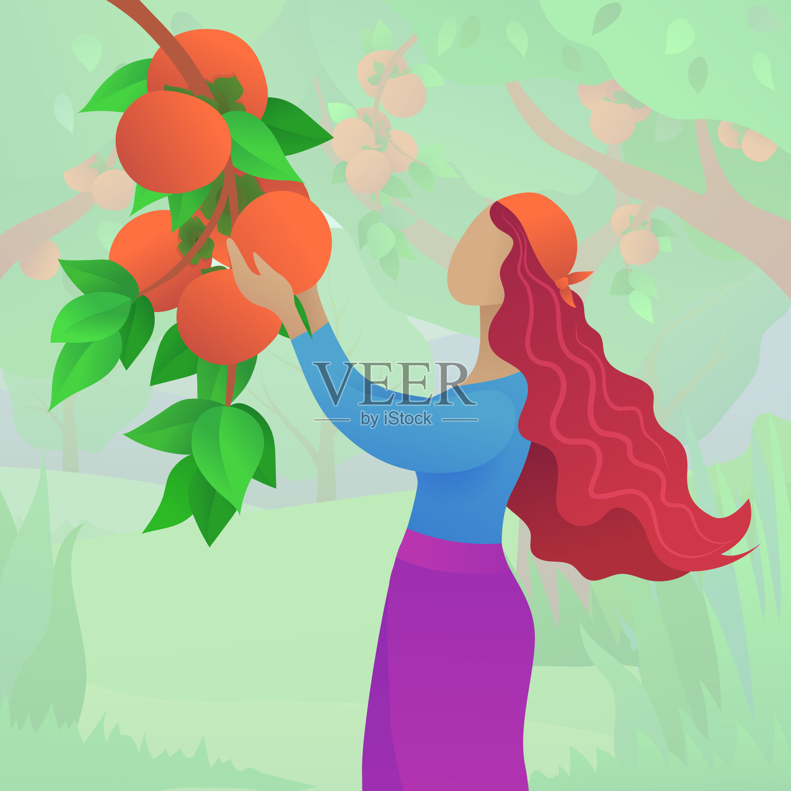 年轻女子收获成熟的柿子插画图片素材