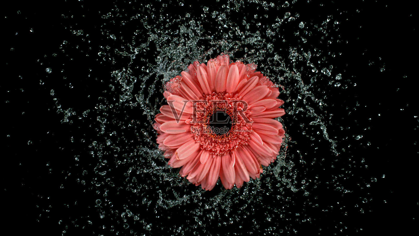 美丽的非洲菊花旋转与水飞溅照片摄影图片