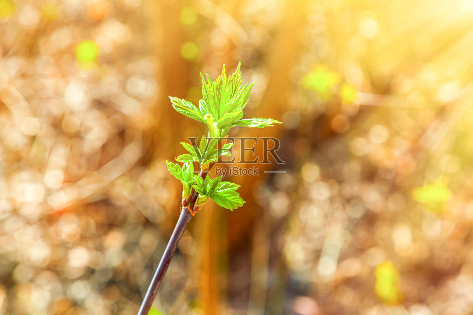 小枝的灌木与绿色的芽和精致的绿色叶子在一个多彩的背景的灌木。照片摄影图片