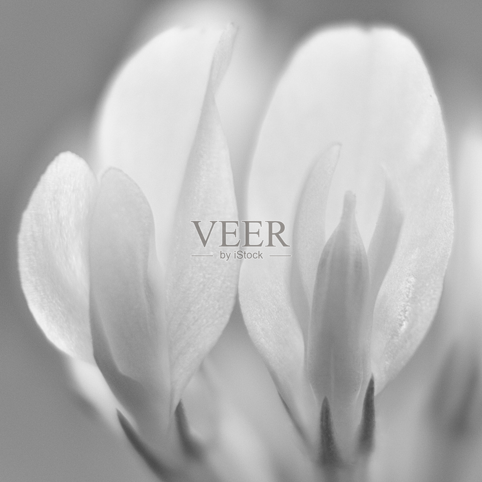 软黑白微距照片的白三叶草花部分照片摄影图片