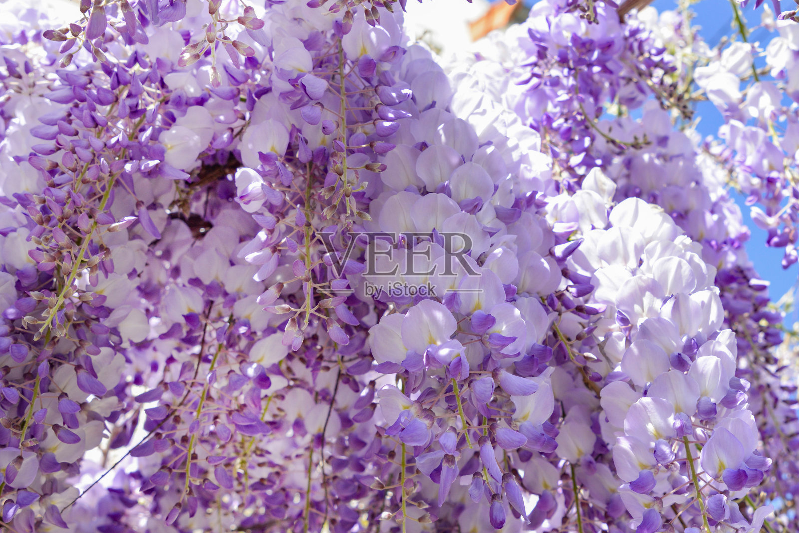 法国春天盛开的紫藤照片摄影图片