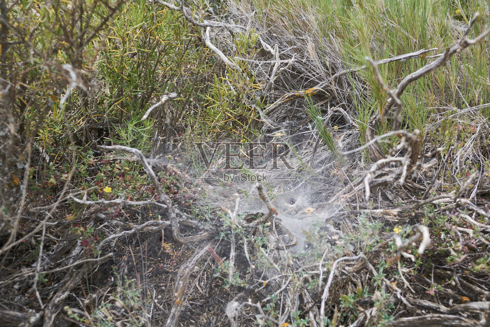 植被上的巨大蜘蛛网照片摄影图片