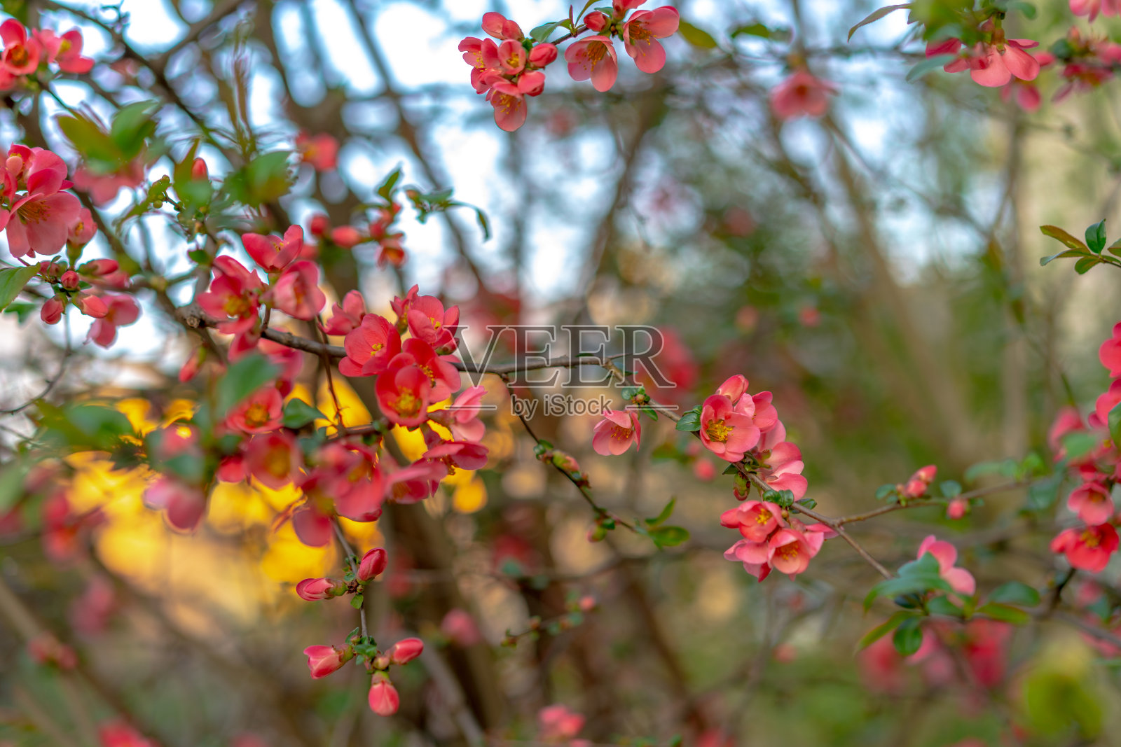 盛开的树，粉红色的花照片摄影图片
