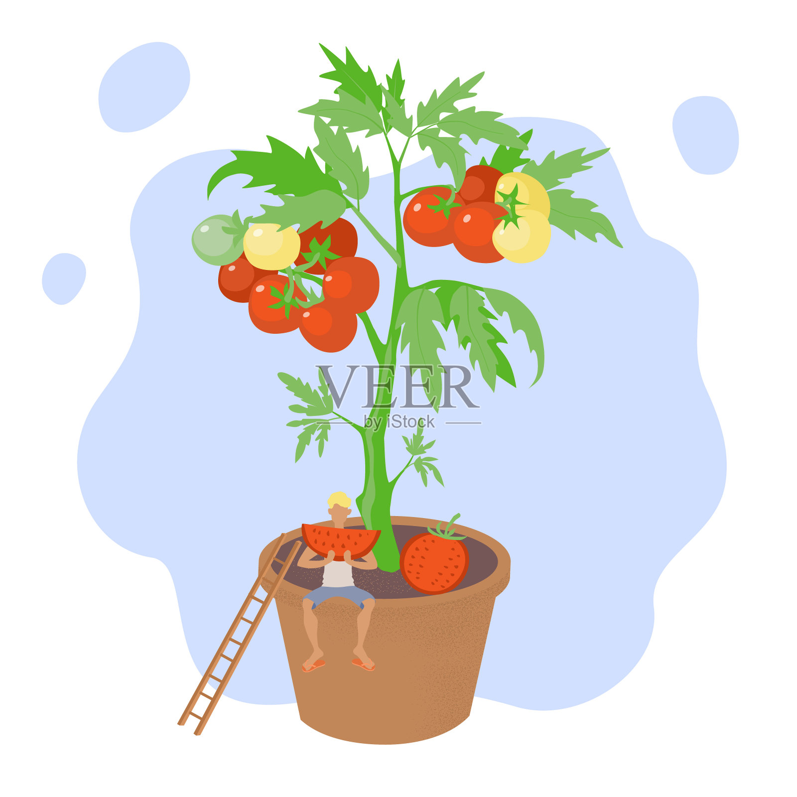 为了爱好或生意在家种菜的概念。西红柿长在花盆里。那个人吃了一片西红柿。有机食品。设计元素图片