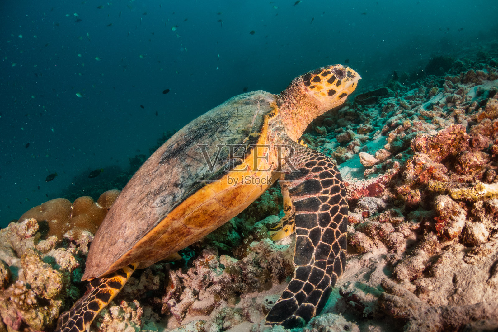 玳瑁海龟在五颜六色的珊瑚礁中游泳照片摄影图片