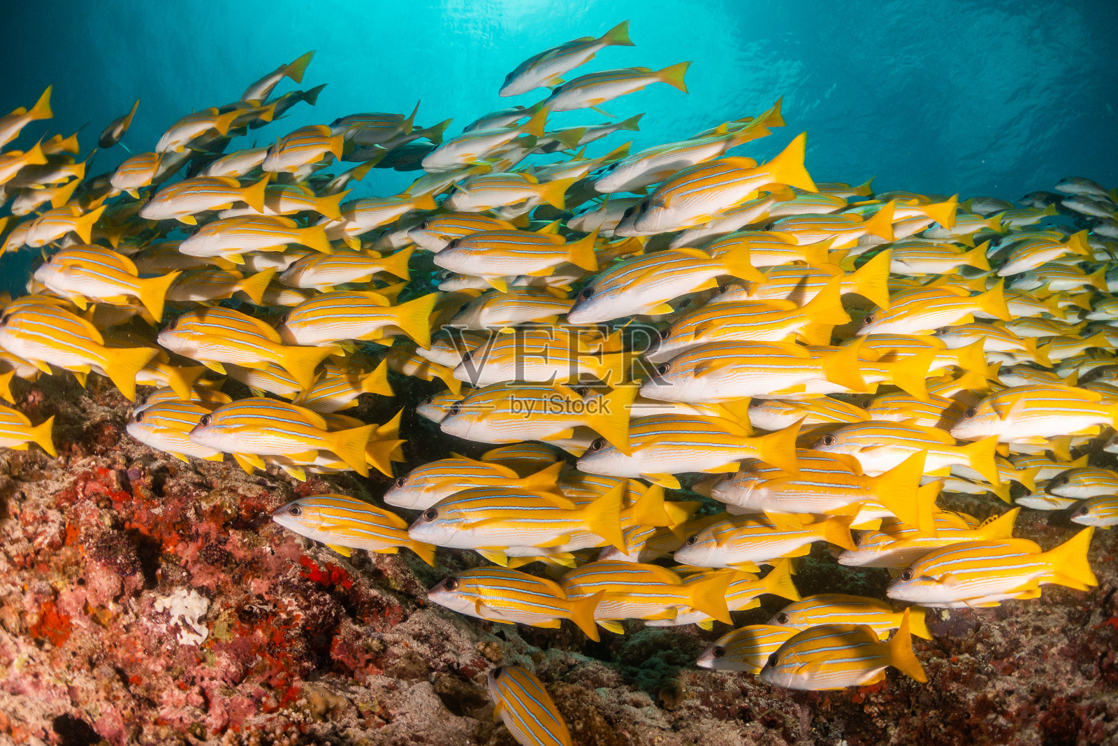 一群黄色的鲷鱼在清澈的蓝色水中照片摄影图片