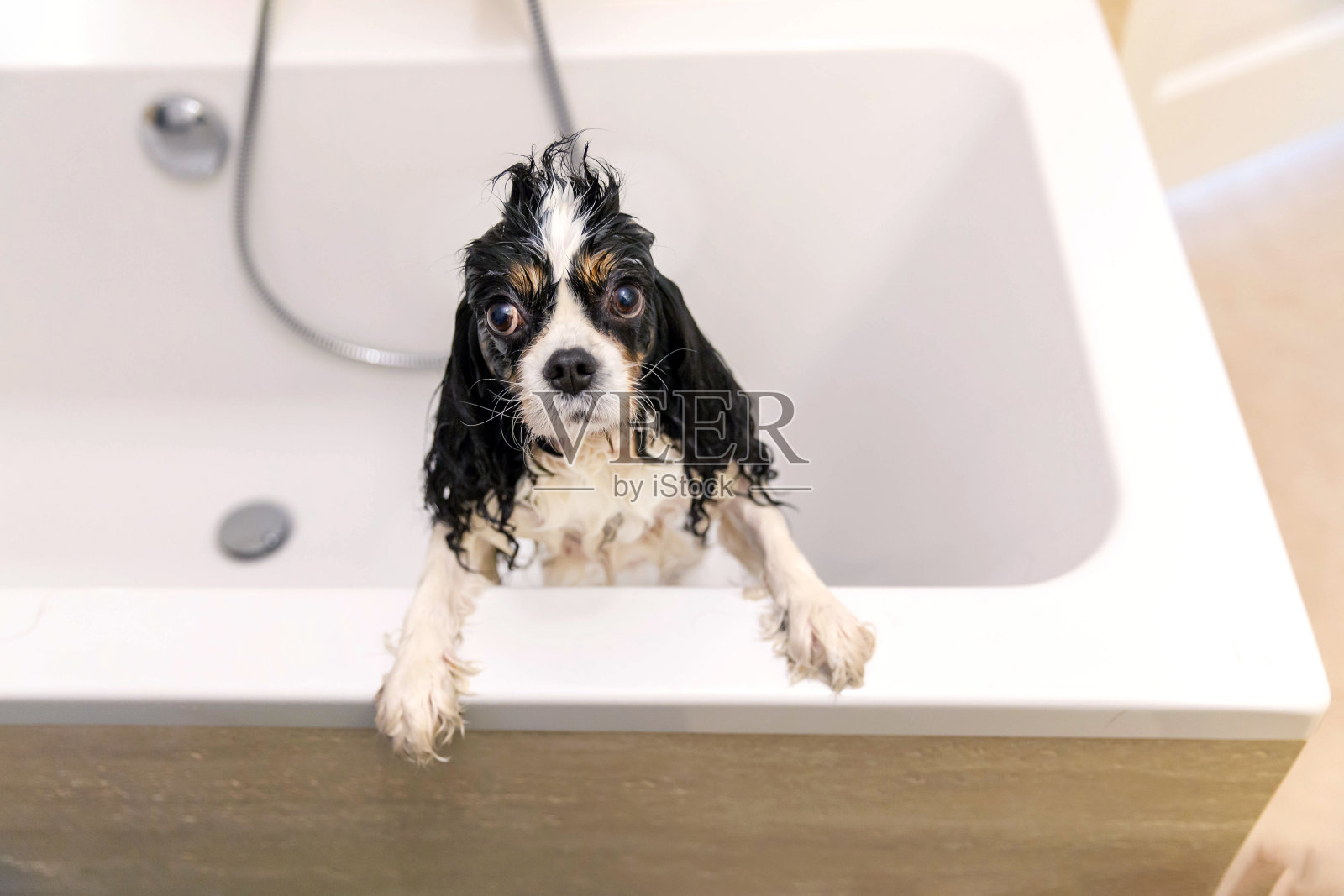 浴缸里有趣的湿狗照片摄影图片
