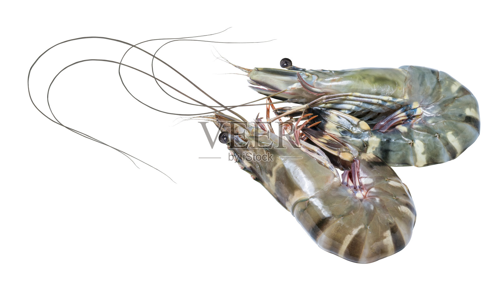 鲜生虎虾孤立在白色背景，生虎虾在白色与修剪路径。照片摄影图片