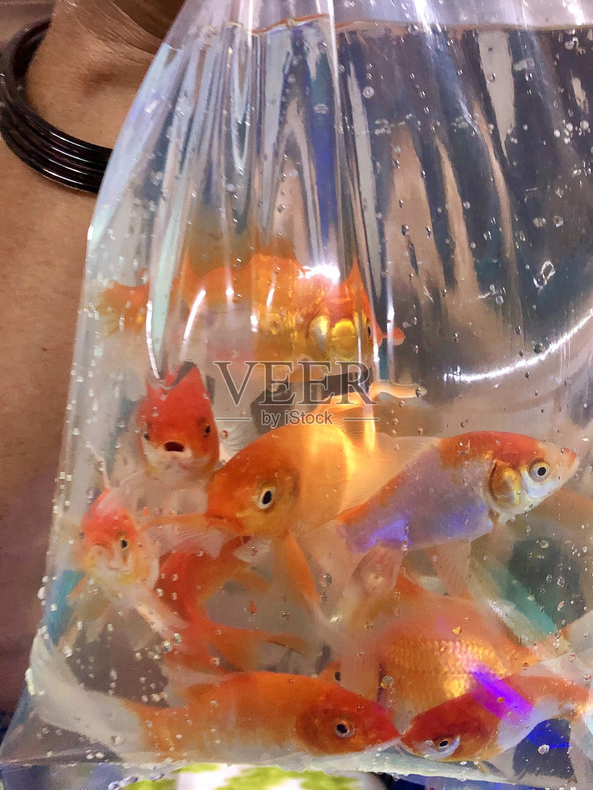 在宠物店买金鱼时，举起一个透明的塑胶袋，里面装着橙白相间的淡水金鱼照片摄影图片