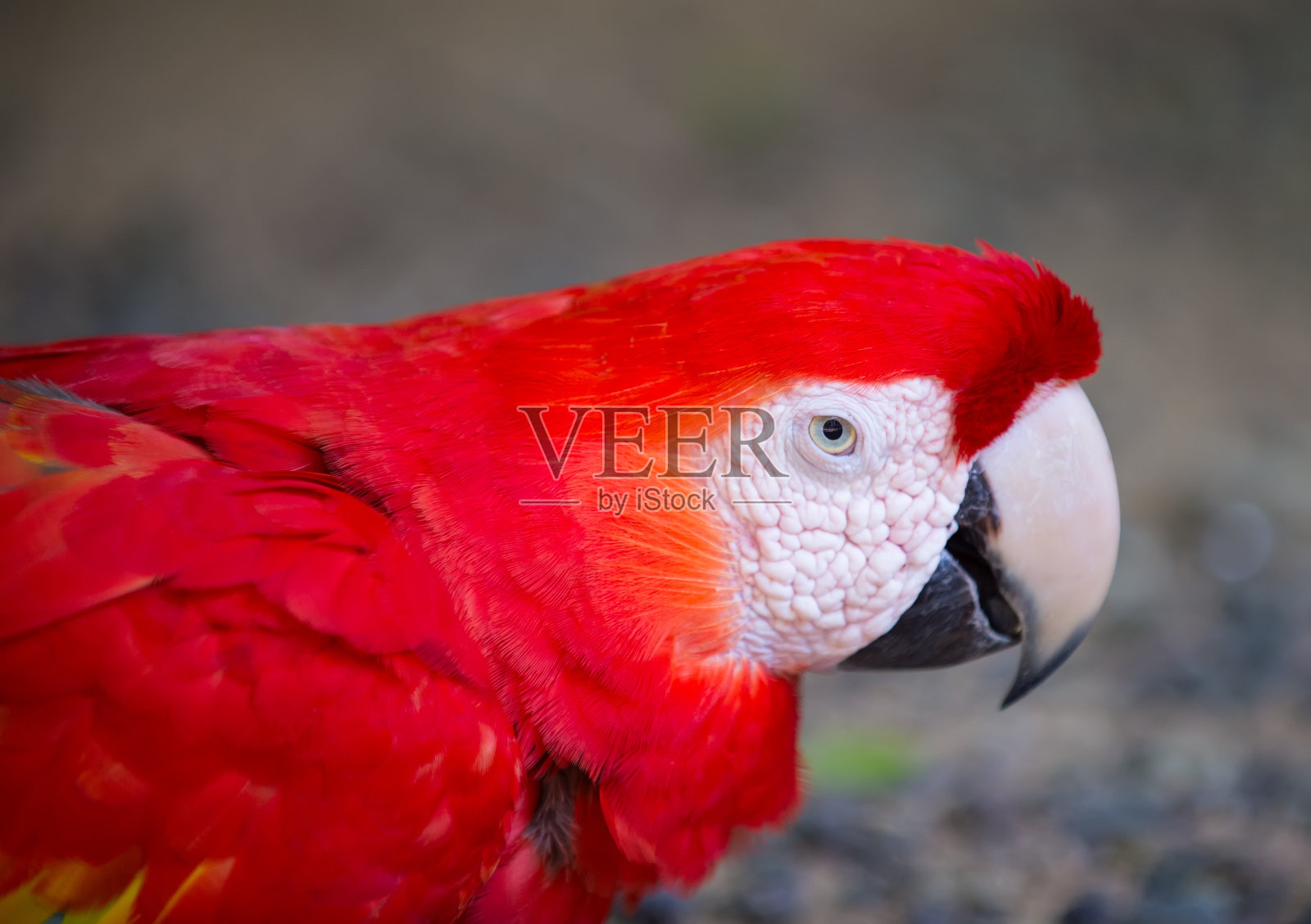 户外红色金刚鹦鹉照片摄影图片