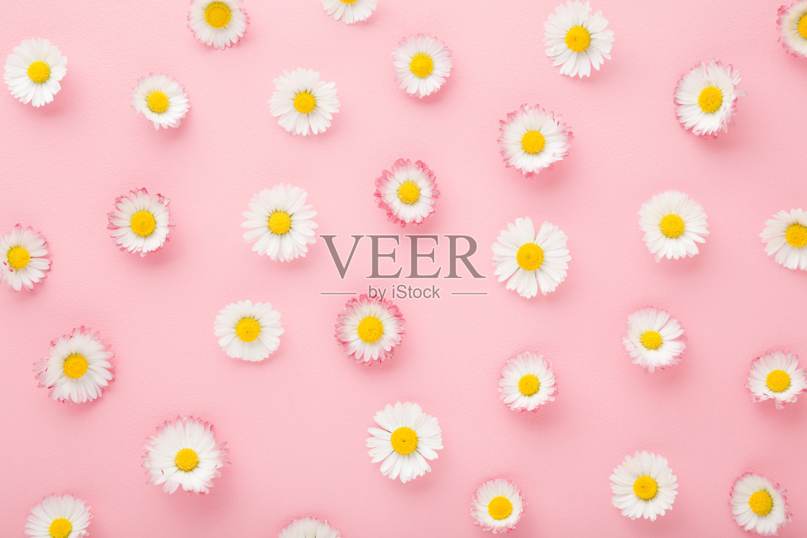 鲜艳的雏菊在浅粉色的桌子背景上。柔和的颜色。平的。美丽的花朵图案。特写镜头。自顶向下的观点。照片摄影图片