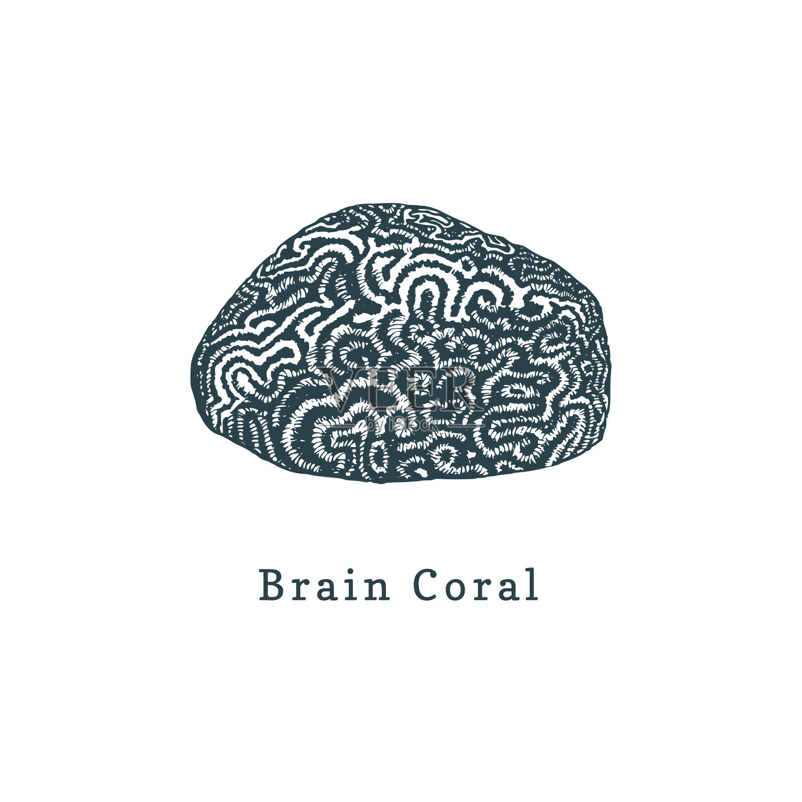 脑珊瑚矢量图。在白色背景上绘制水螅体。插画图片素材
