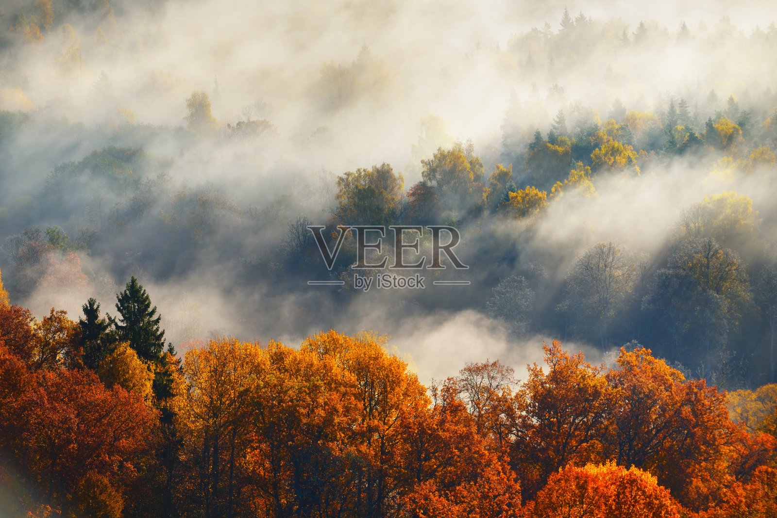 令人惊叹的全景鸟瞰图，彩色的红色，橙色和黄色的树木混合的针叶林和河流在早晨的雾。仙女秋天的风景。高加国家公园，希古尔达，拉脱维亚照片摄影图片