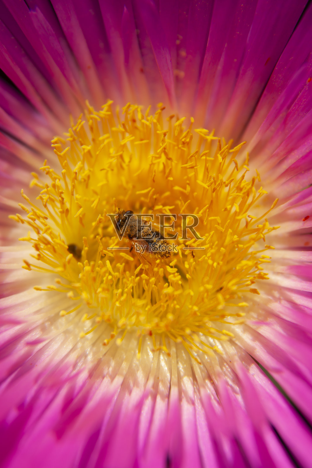 一只在花中工作的蜜蜂照片摄影图片