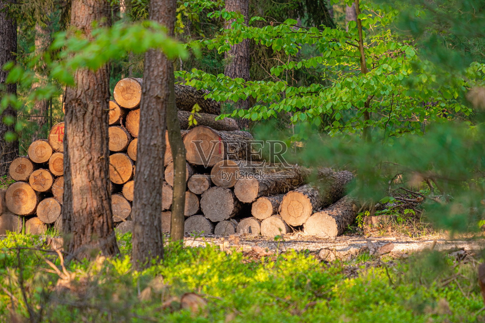 伐倒的原木排成一堆，准备从森林中移除，用于伐木和加工树木照片摄影图片