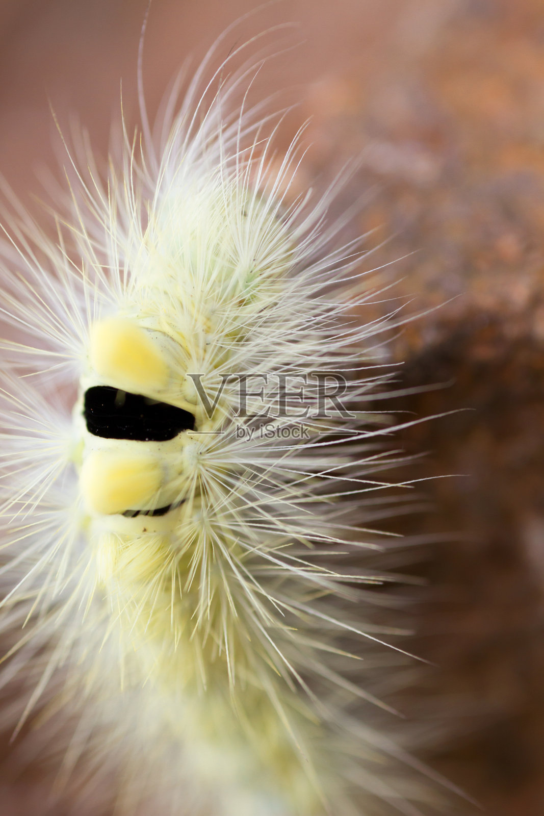 一个苍白的毛虫的宏观照片摄影图片