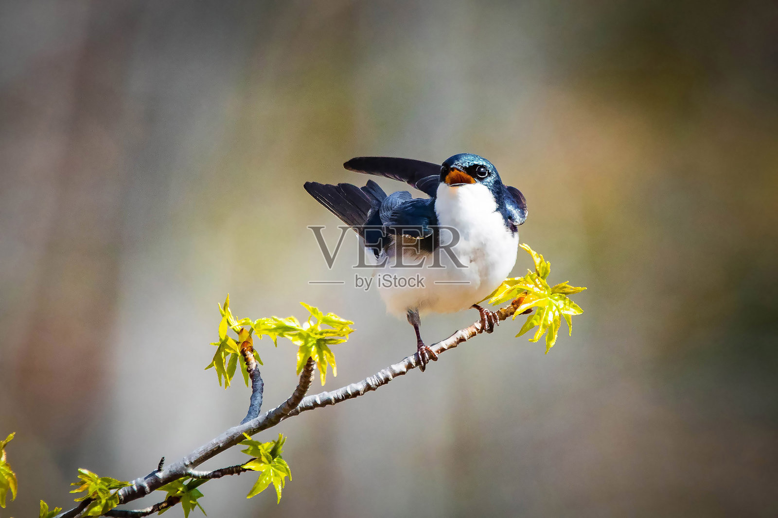 可爱的树燕子鸟近距离描绘春天照片摄影图片