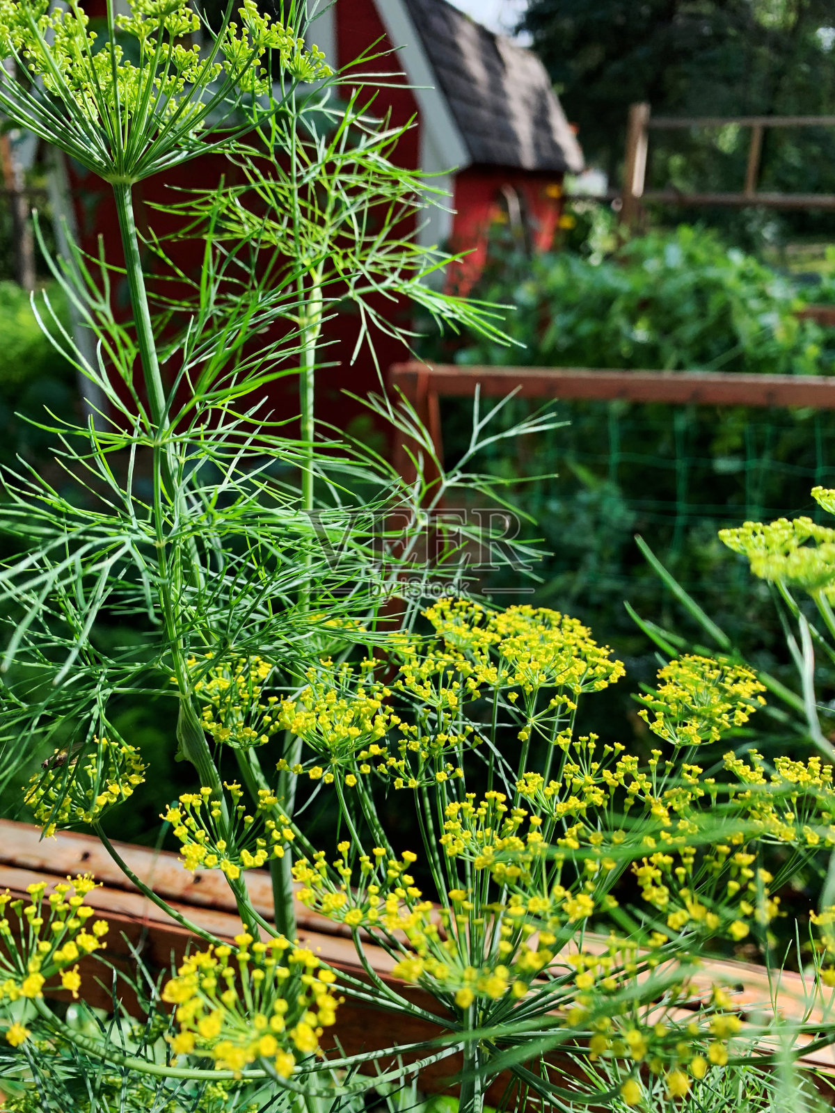 新鲜开花的小茴香生长在有机花园照片摄影图片