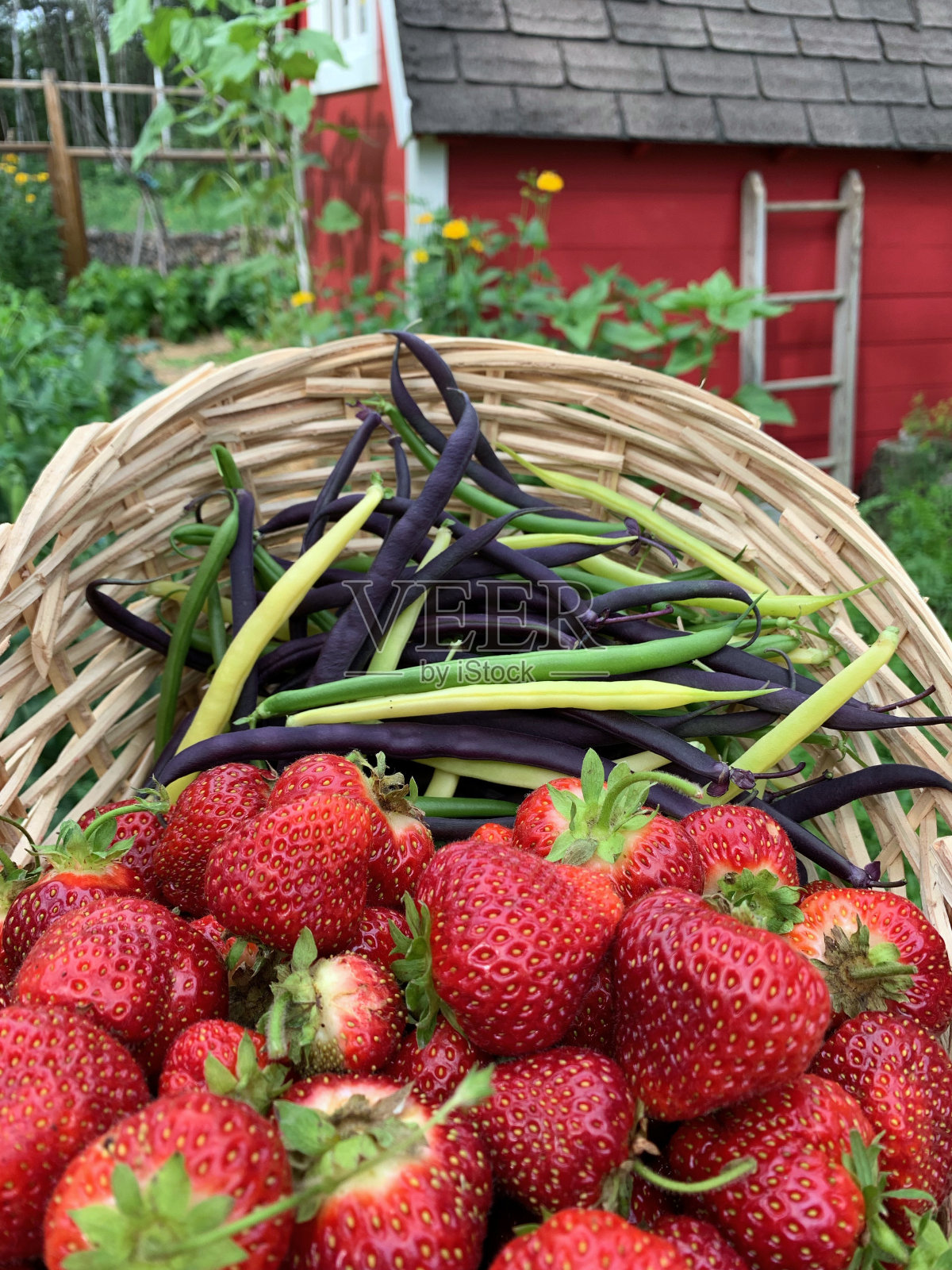 一篮新鲜收获的豆和草莓从有机乡村花园。照片摄影图片