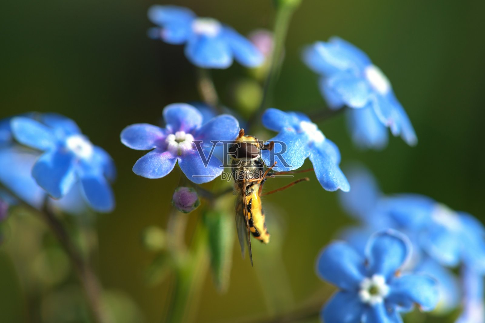 蜜蜂和花。一只类似蜜蜂(养蜂人)的苍蝇停在一朵蓝色的花上。宏观照片照片摄影图片