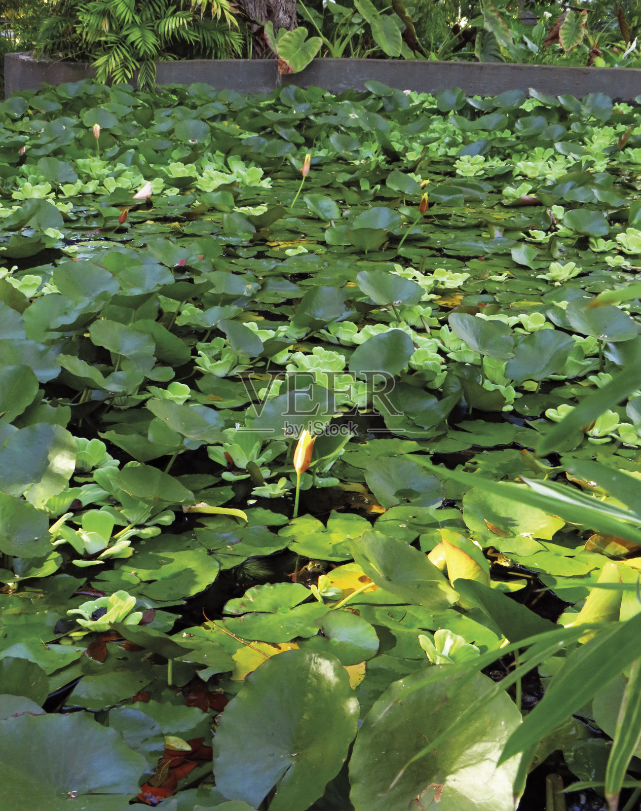 水花园的背景。荷花的蓓蕾在野外，在绿叶的背景上。荷花或睡莲和荷叶在池塘里。照片摄影图片