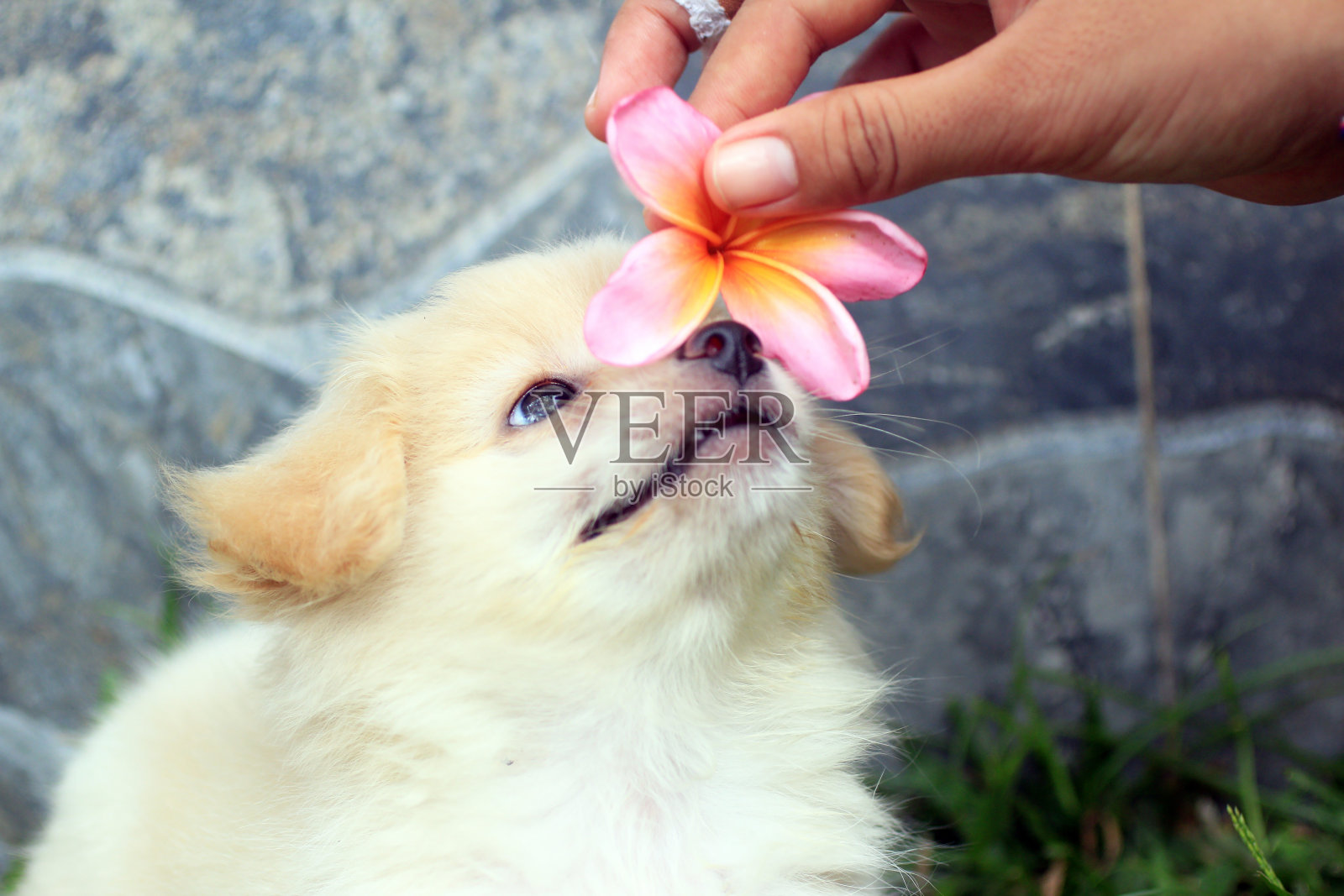 一只小狗在亲吻手里的花。照片摄影图片