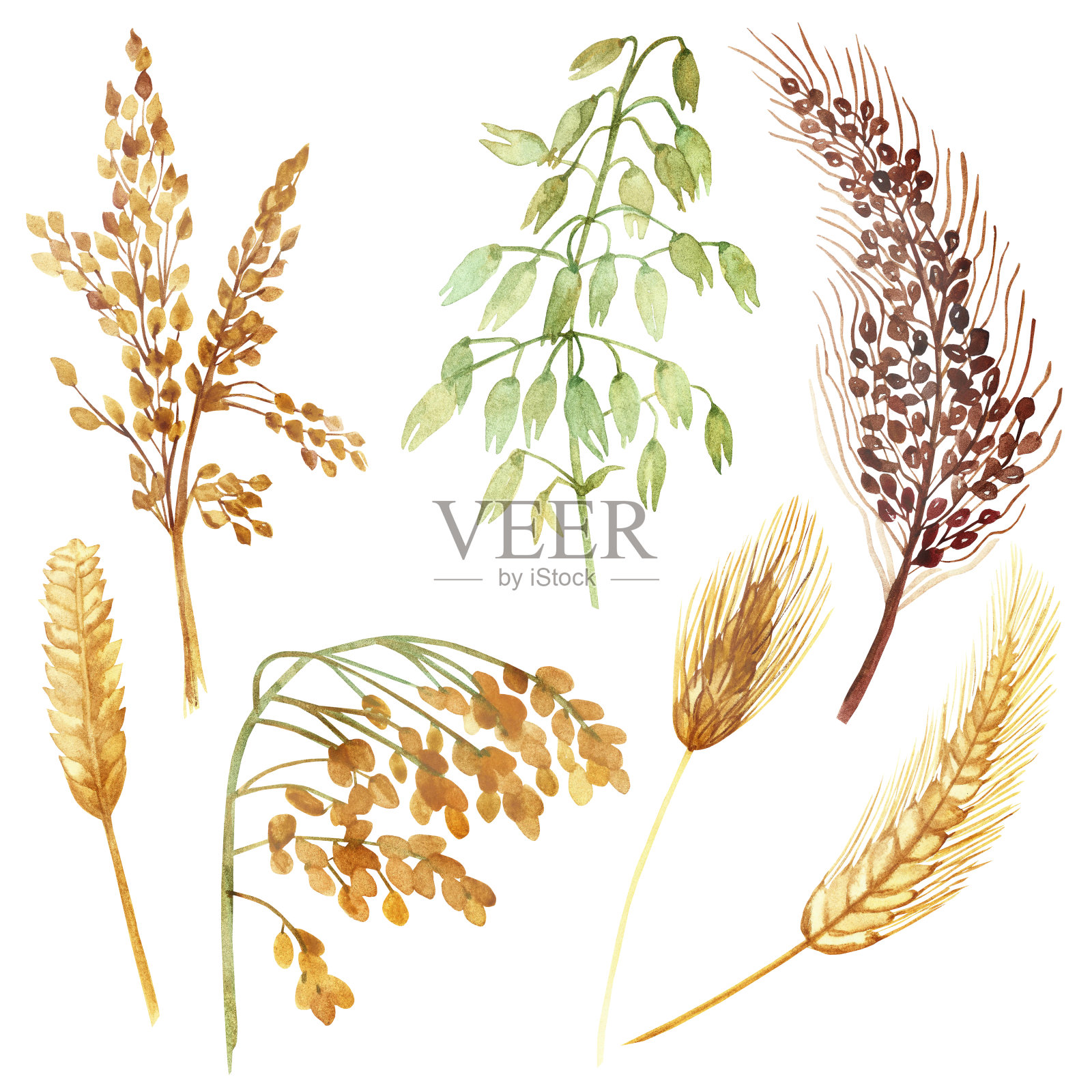 水彩手绘自然的田野植物与黄色、绿色和小麦、燕麦、大麦、谷子等谷物收集孤立在白色的背景上插画图片素材