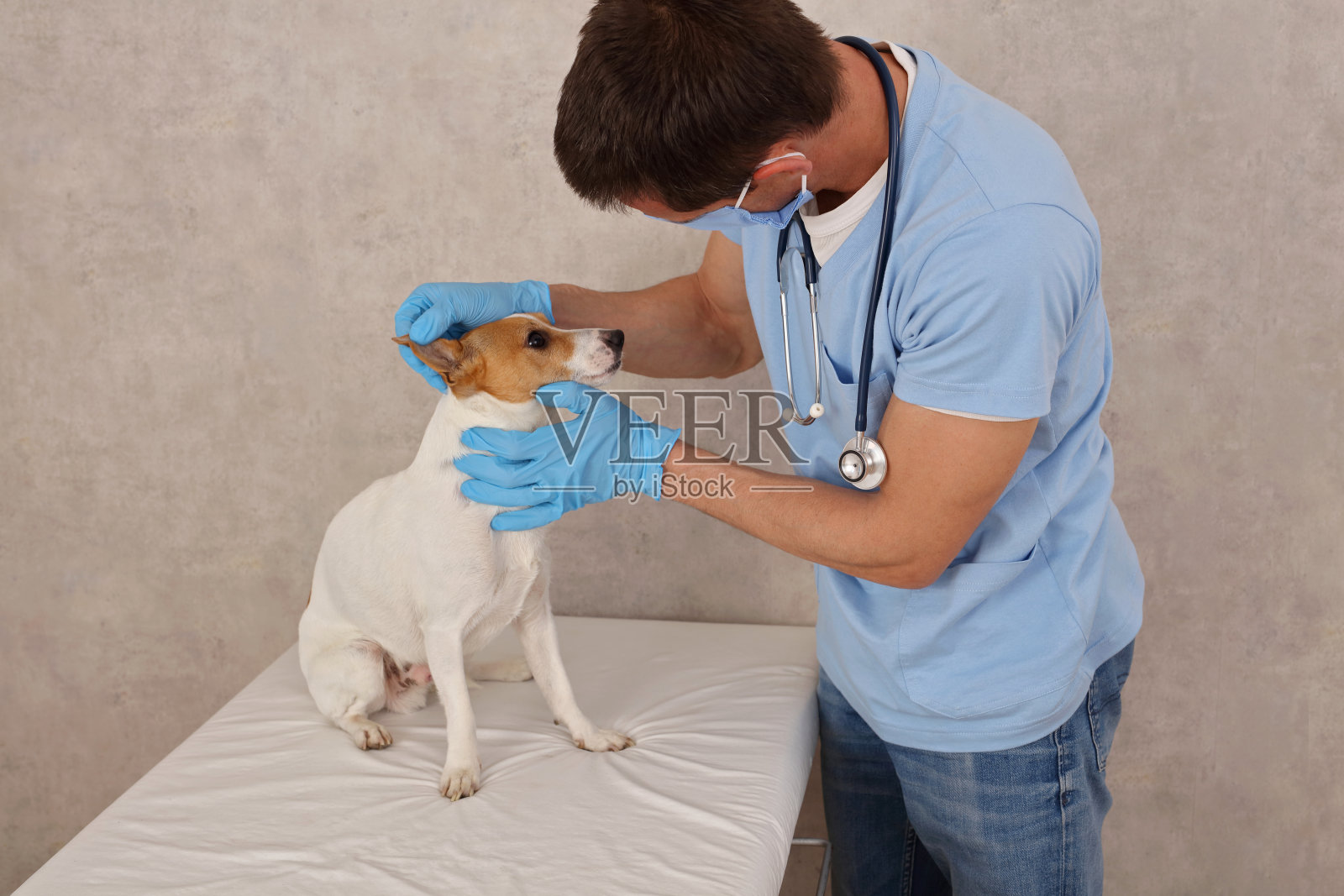 兽医护理。兽医检查杰克罗素梗狗的耳朵照片摄影图片