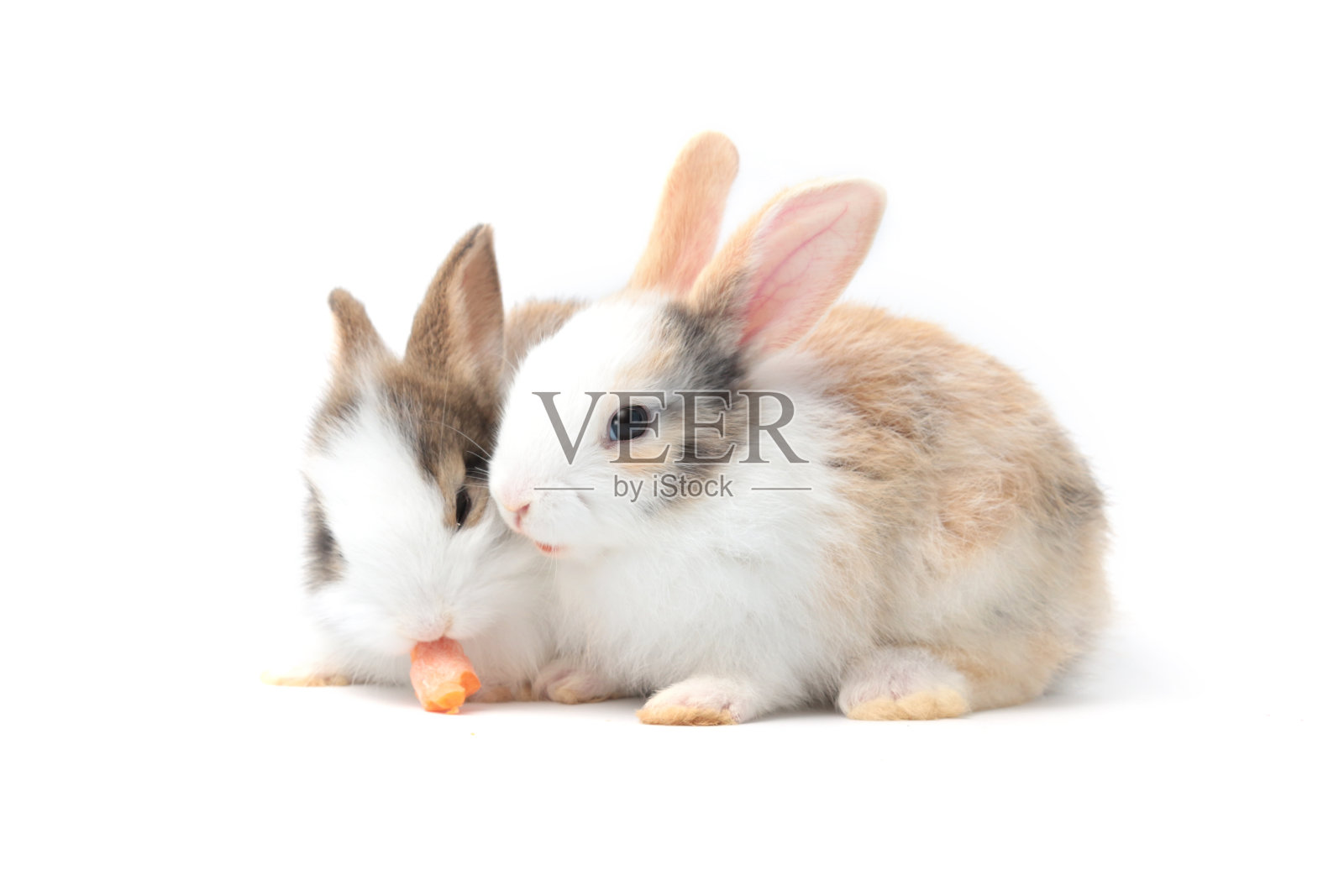 两只可爱的毛绒绒的兔子在白色的背景上一起吃美味的胡萝卜，用蔬菜喂养兔子素食宠物动物照片摄影图片