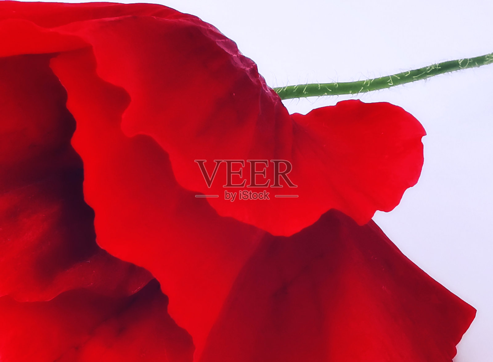 红色的罂粟花，绿色茎和白色背景照片摄影图片
