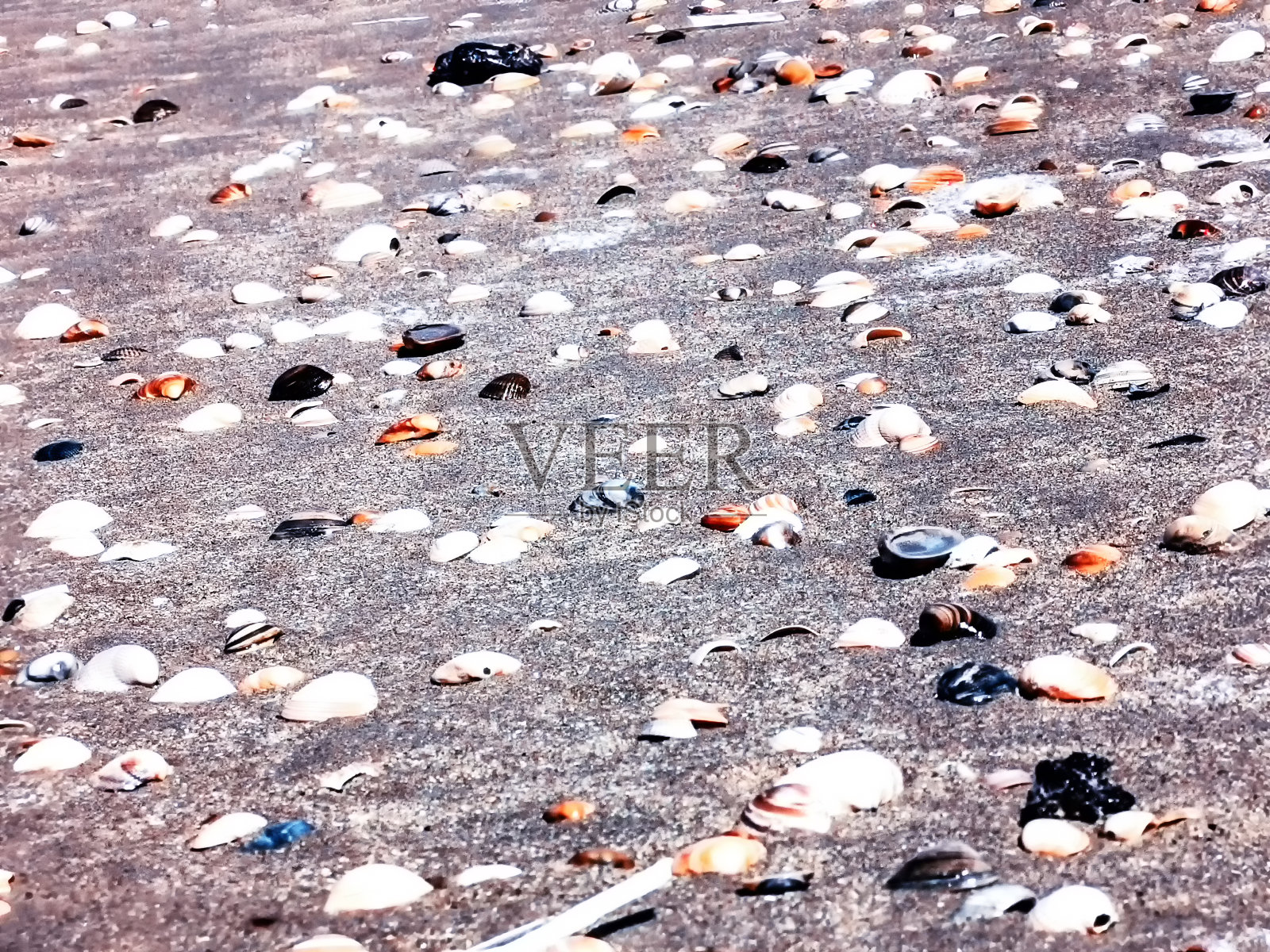 贝壳在沙滩上照片摄影图片