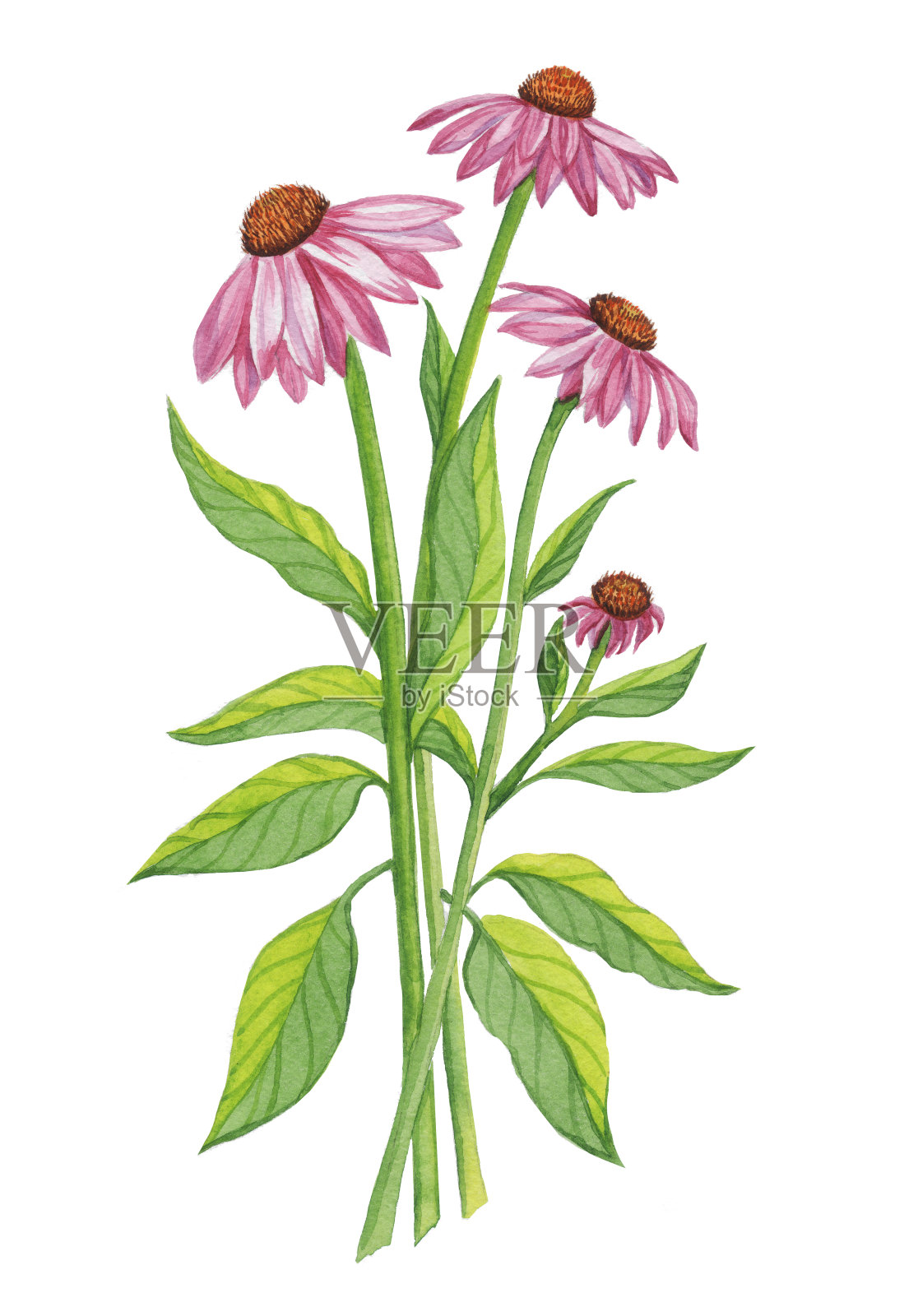 紫锥菊卡片花孤立物体图案在白色的背景插画图片素材