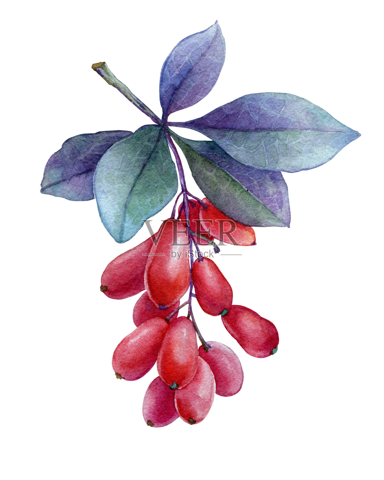 日本小檗属植物的新鲜红色浆果和紫色叶子。水彩手绘插图孤立的白色背景。插画图片素材