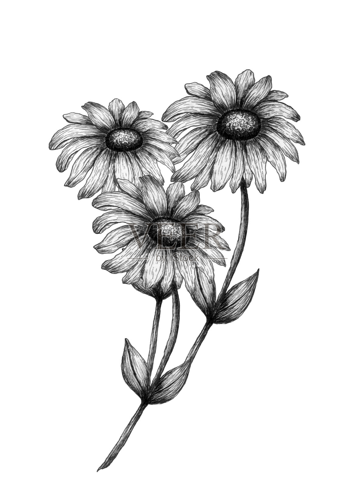 复古雏菊花束，单色花卉插图与手绘野花在墨水素描插画图片素材