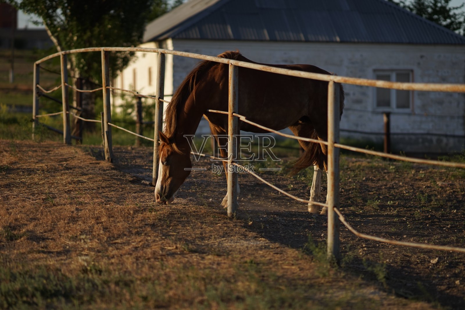 一匹棕色的马在畜栏里吃草。照片摄影图片